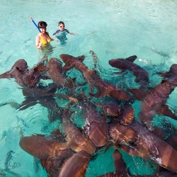 The nurse sharks of Compass Cay Photo 3
