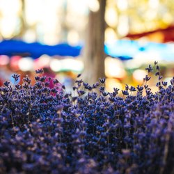 Place Des Lices Market Photo 10