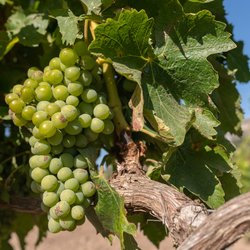 Corsican Vineyards Photo 11