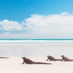 Iguana Beach Photo 9