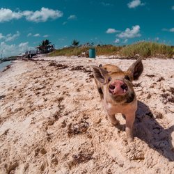 Pig Beach Photo 14