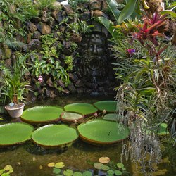 Negombo Thermal Gardens Photo 2