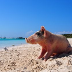 Pig Beach Photo 10