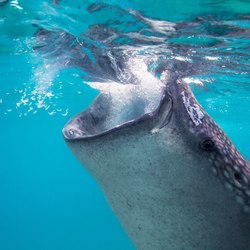The whale shark pod of Thanda Island Photo 4