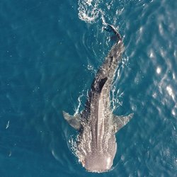 Daymaniyat Islands Photo 8