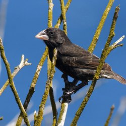 Charles Darwin Research Station Photo 6