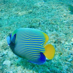 Daymaniyat Islands Photo 6