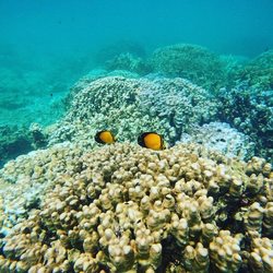 Daymaniyat Islands Photo 7