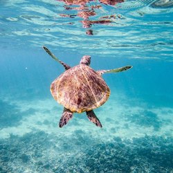 Daymaniyat Islands Photo 2