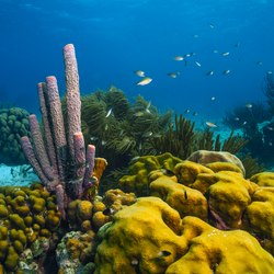Waterlemon Cay Photo 6