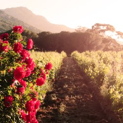 Corsican Vineyards Photo 5