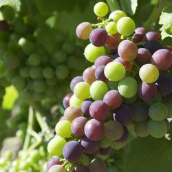 Corsican Vineyards Photo 9