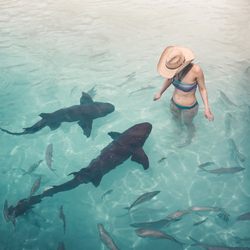 The nurse sharks of Compass Cay Photo 4