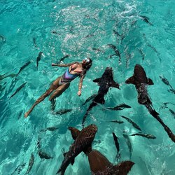 The nurse sharks of Compass Cay Photo 24