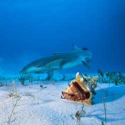 The nurse sharks of Compass Cay Photo 8