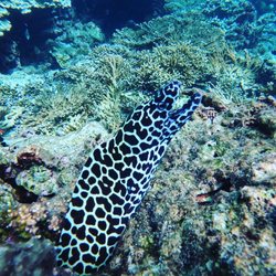 Daymaniyat Islands Photo 3