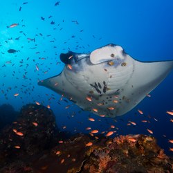Manta ray getting cleaned