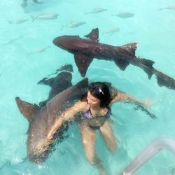 The nurse sharks of Compass Cay Photo 13