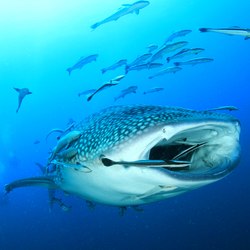 The whale shark pod of Thanda Island Photo 5