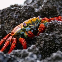 Pinnacle Rock Photo 5