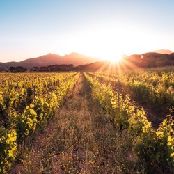 Corsican Vineyards Photo 7