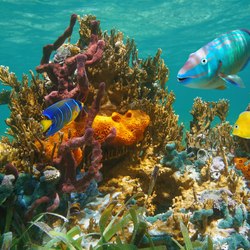 Waterlemon Cay Photo 7