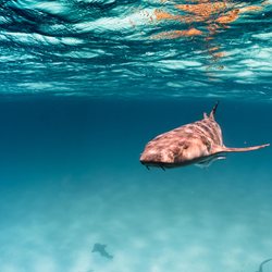 The nurse sharks of Compass Cay Photo 9