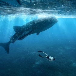 The whale shark pod of Thanda Island Photo 3