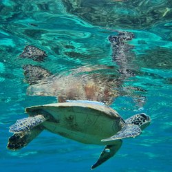 Daymaniyat Islands Photo 5