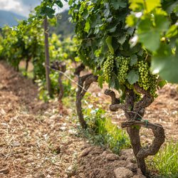 Corsican Vineyards Photo 3