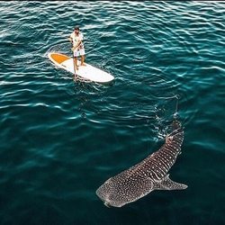 Daymaniyat Islands Photo 4