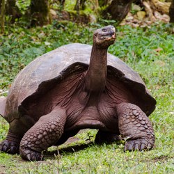 Charles Darwin Research Station Photo 4