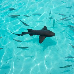 The nurse sharks of Compass Cay Photo 14