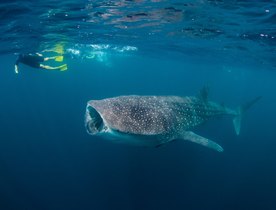 Video: Swimming with Thanda Island’s resident whale sharks