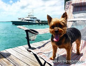 Dog-friendly yacht chartering: everything you need to know