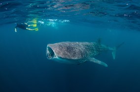 Video: Swimming with Thanda Island’s resident whale sharks
