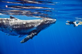 Swim with whales on a Tahiti luxury yacht charter