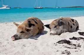 The Best Secluded Anchorages in the Bahamas 