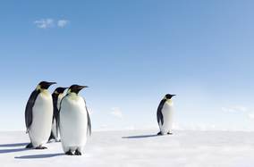 Antarctica: A superyacht vacation of a lifetime