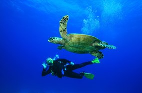 8 of the Best Diving Sites in the Eastern Caribbean 