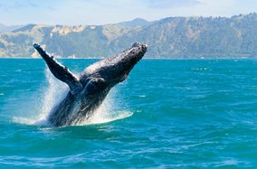 Where to Whale Watch in New Zealand