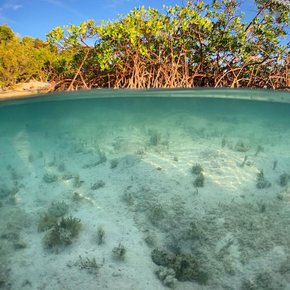 Mangroves growing by shoreline with view of seabed underwater too