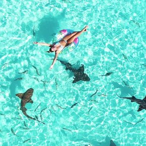 Exumas - Nurse sharks of Compass Cay swimming