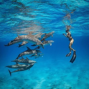 Girl wearing diving gear floating opposite small pod of dolphins 