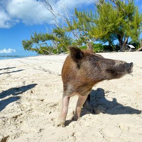 Local pig standing on the sand 