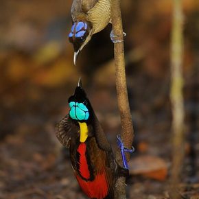 Two Wilson's bird-of-paradise interacting on a branch 