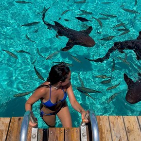 Exumas - Nurse sharks of Compass Cay swimming