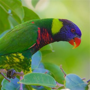 Rainbow lorikeet bird perched on a branch surrounded by green leaves 