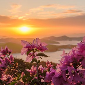 Pink florals overlooking the Virgin Islands at sunset