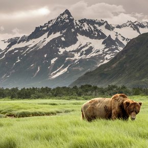 Grizzly bears in tall grass in front of mountains